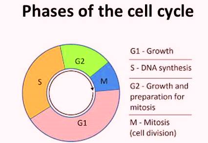 कोशिका विभाजन से पूर्व कोशिका की तैयारी
